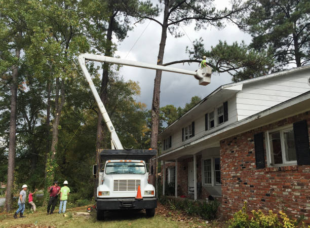 Best Tree and Shrub Care  in Cranston, RI