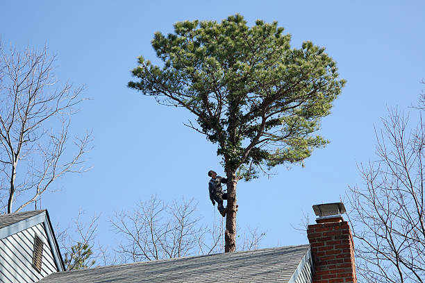 How Our Tree Care Process Works  in  Cranston, RI