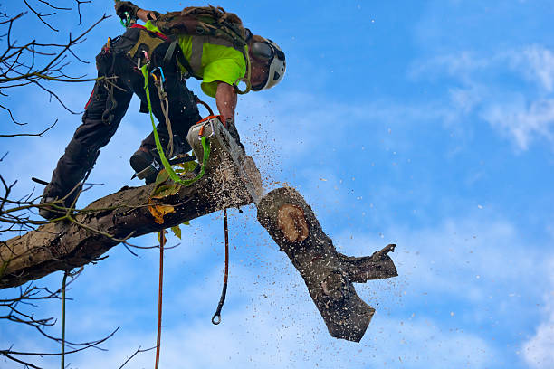 Best Tree Disease Treatment  in Cranston, RI